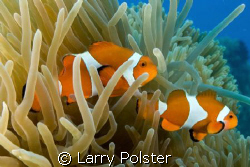 Nemo 2, Bohol, Philippines, D300-Sigma 14mm by Larry Polster 